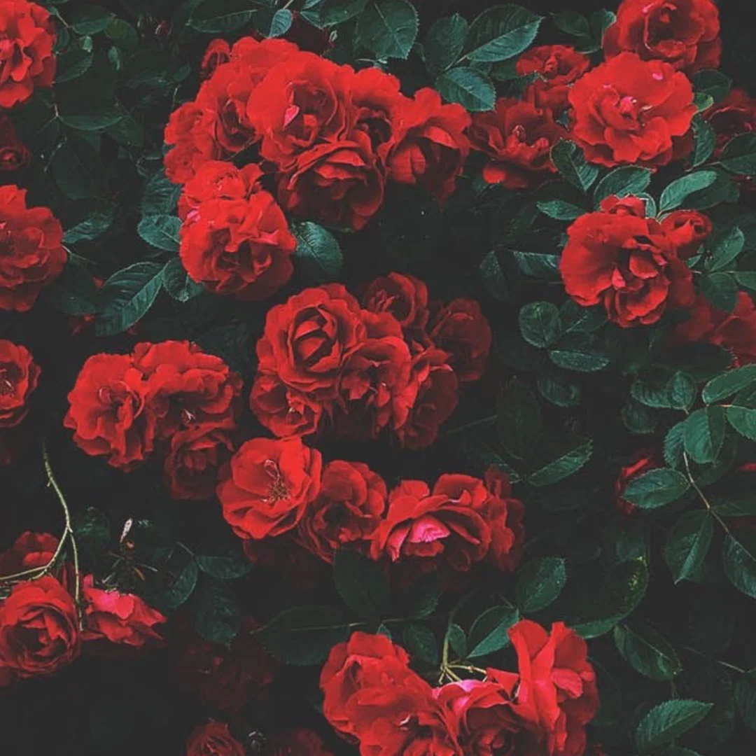 πΈππΈπ π profile banner
