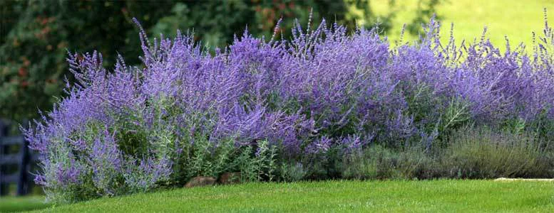 wild sage π± profile banner