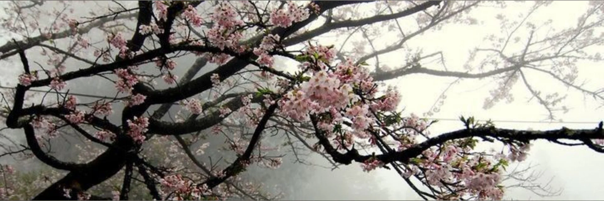 SweetdomTreasure profile banner