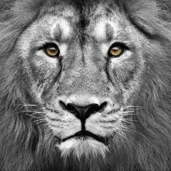 The Roar's avatar