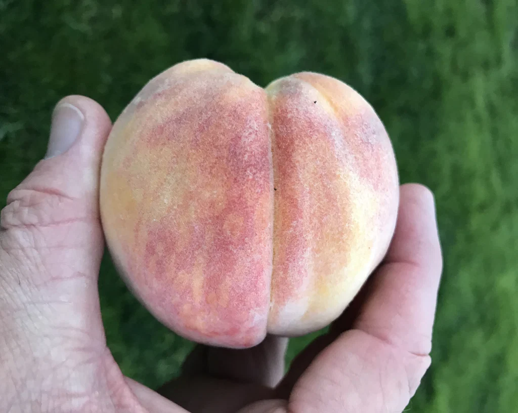 Sweetest Peaches's avatar
