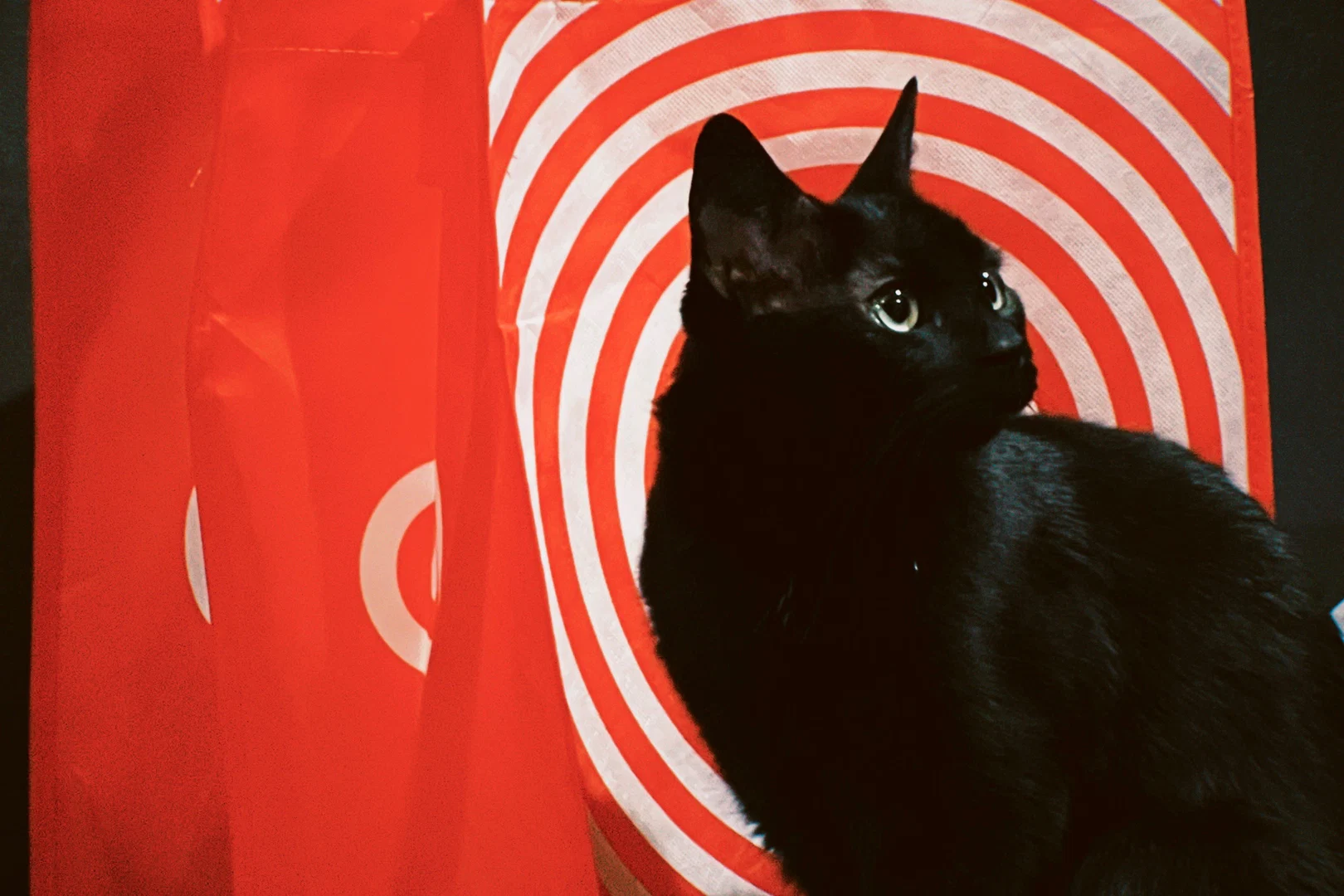 Cyber Babe profile banner