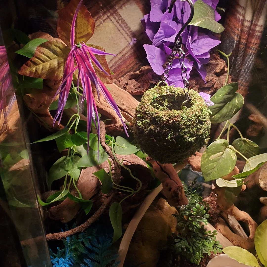 Luscious Lilth profile banner