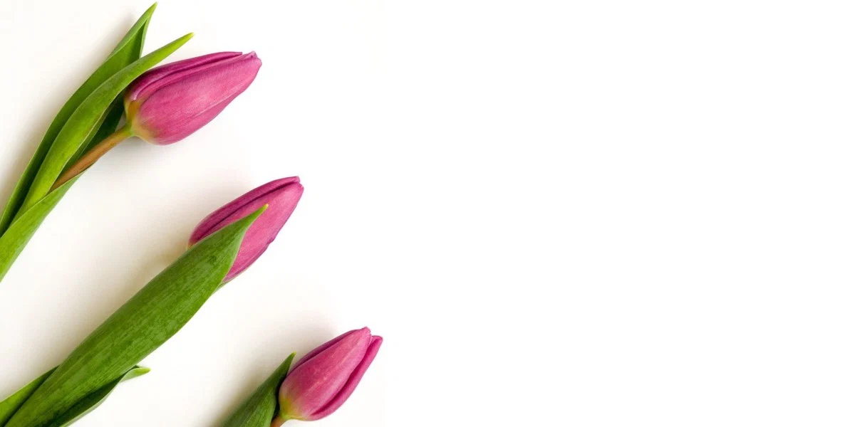 Jordyn profile banner