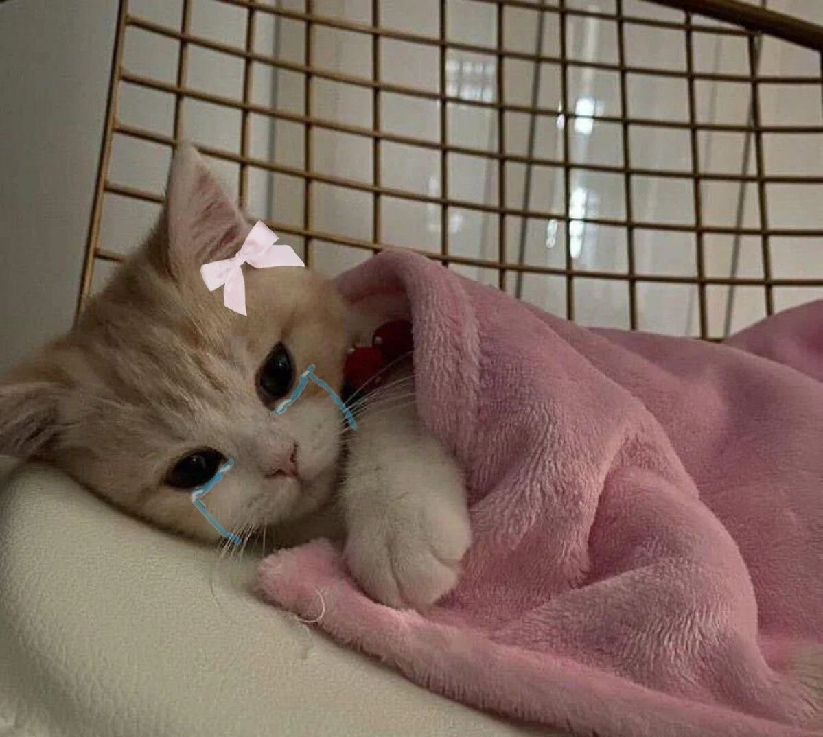 Kawaii Kitten profile banner