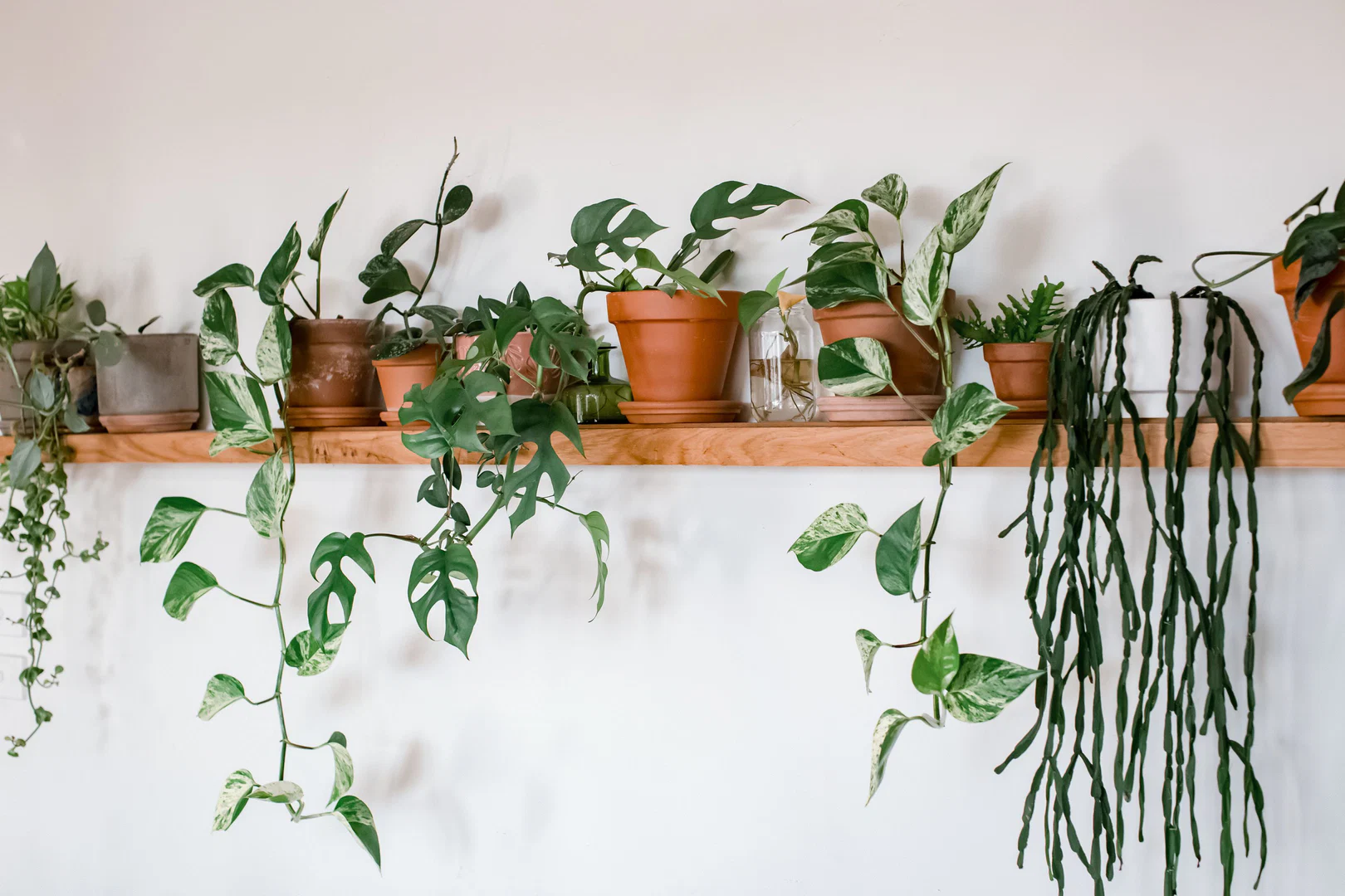 _plantdaddy profile banner