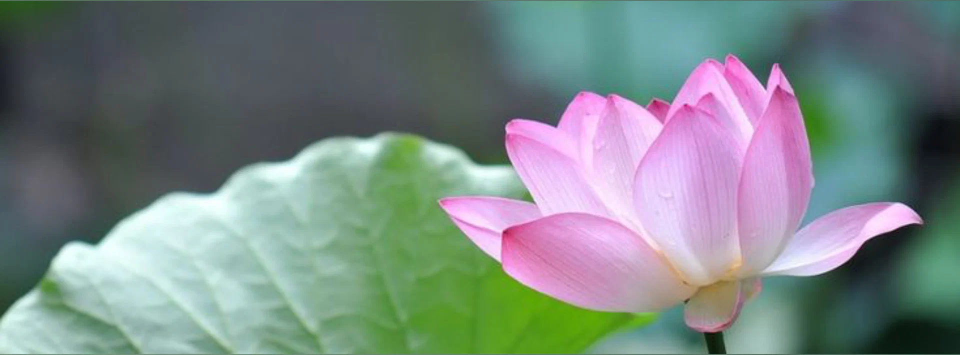 Lotus πͺ· profile banner