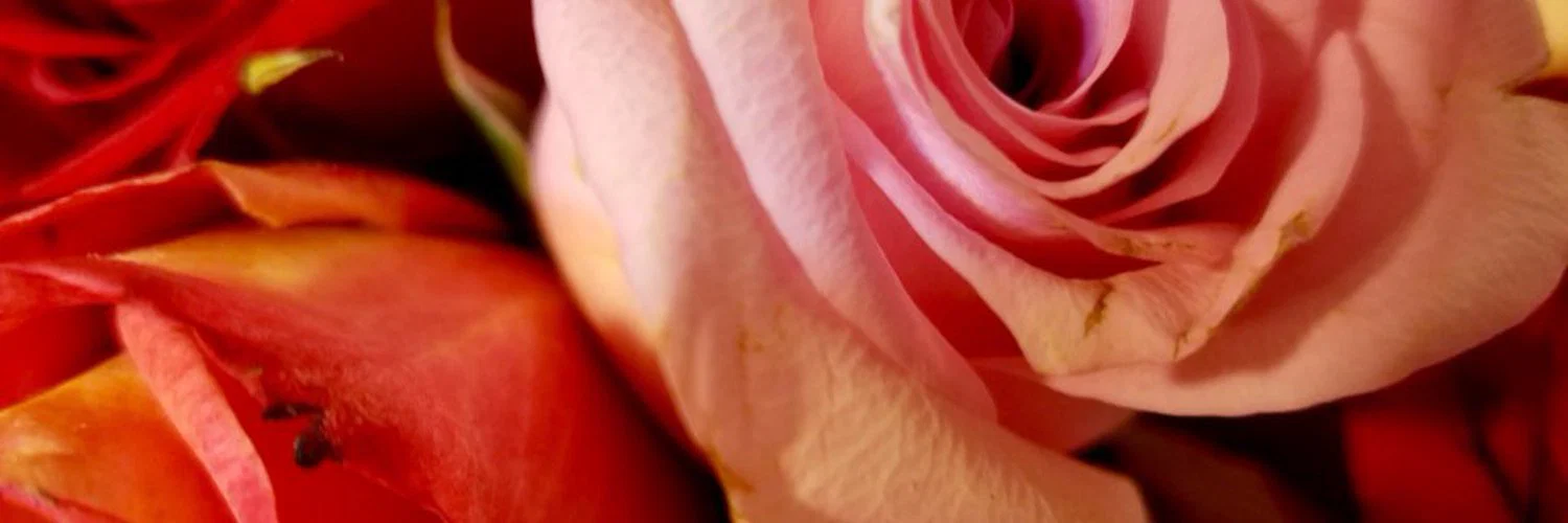Cinnamon profile banner