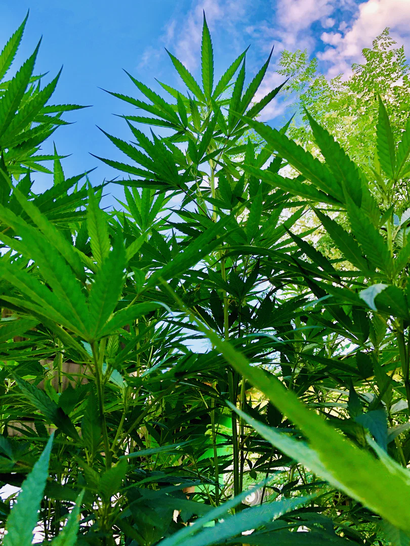 Wildplantx profile banner