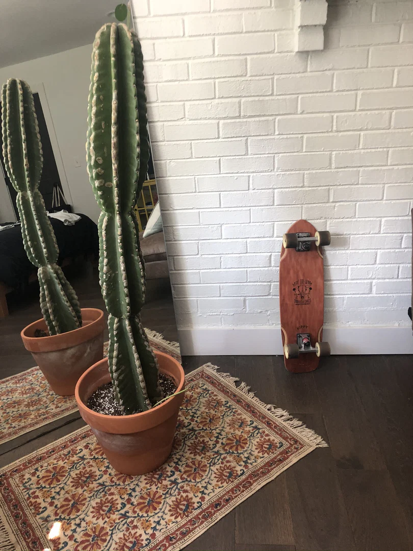 walk on the wild side profile banner