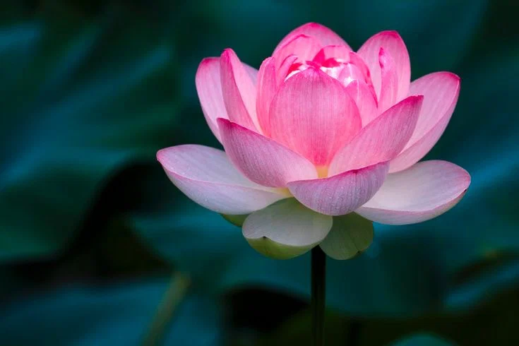 Lotus profile banner