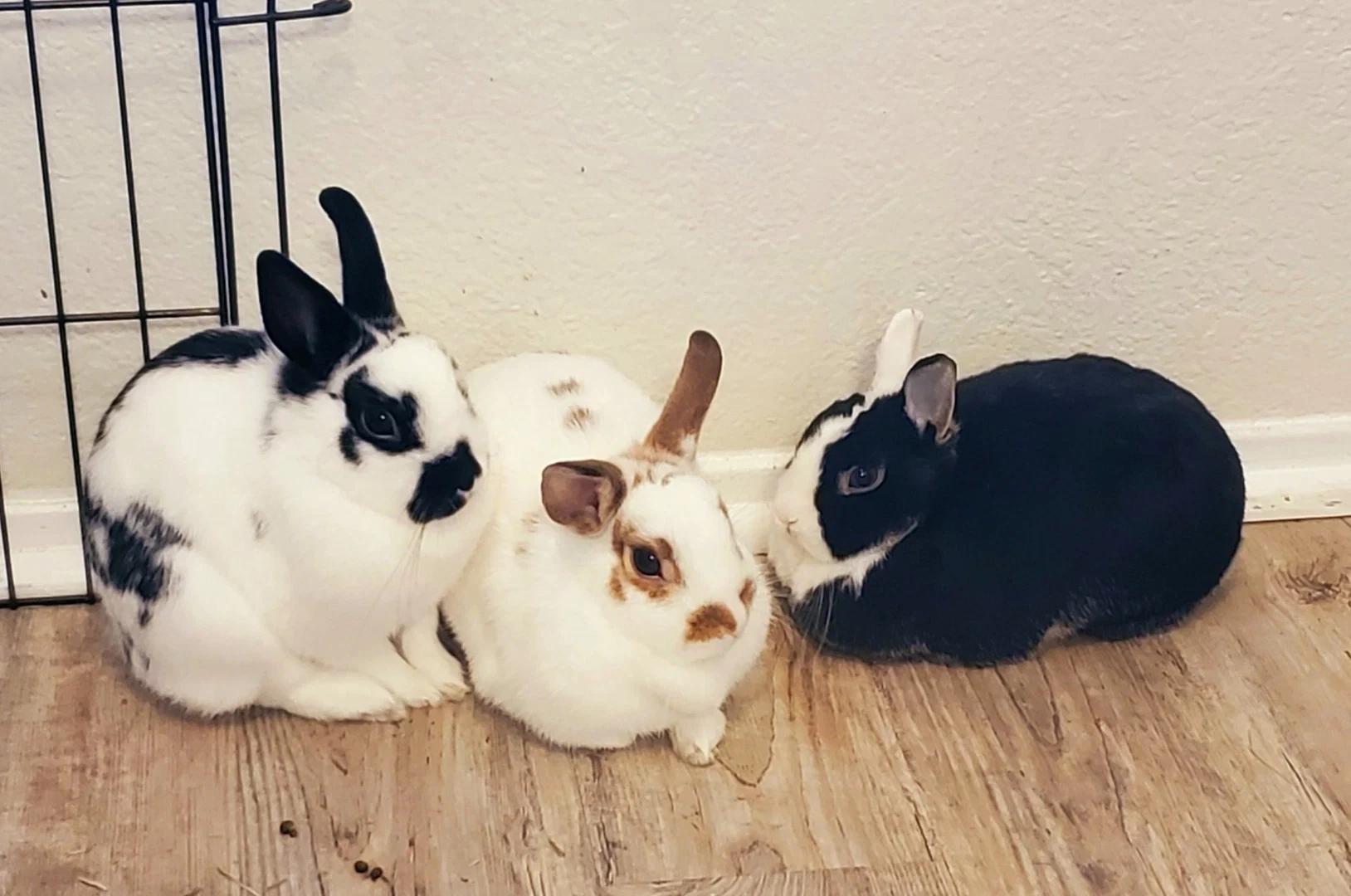🌈Bunny Oasis🐇🌴 profile banner