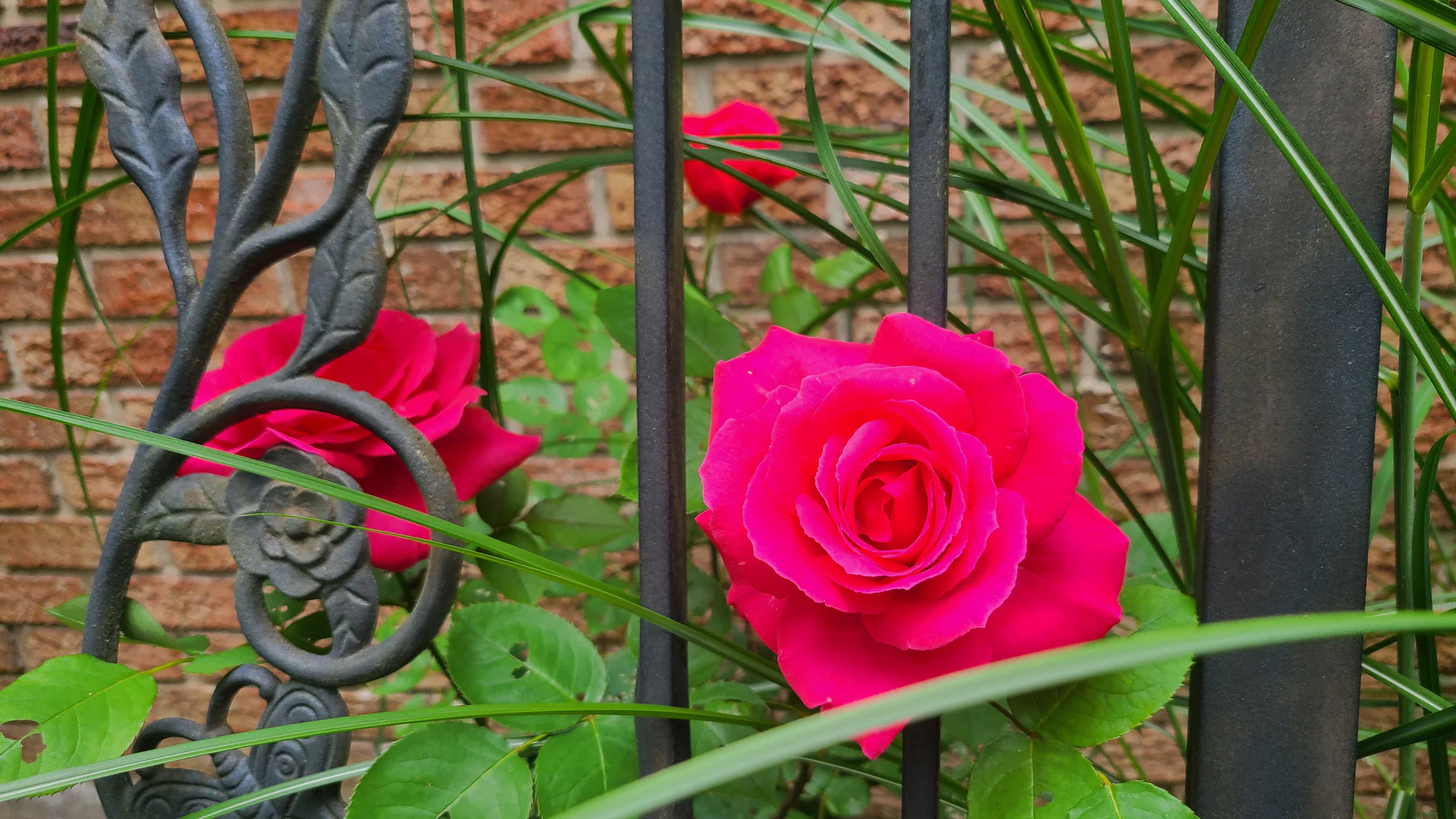Rose profile banner