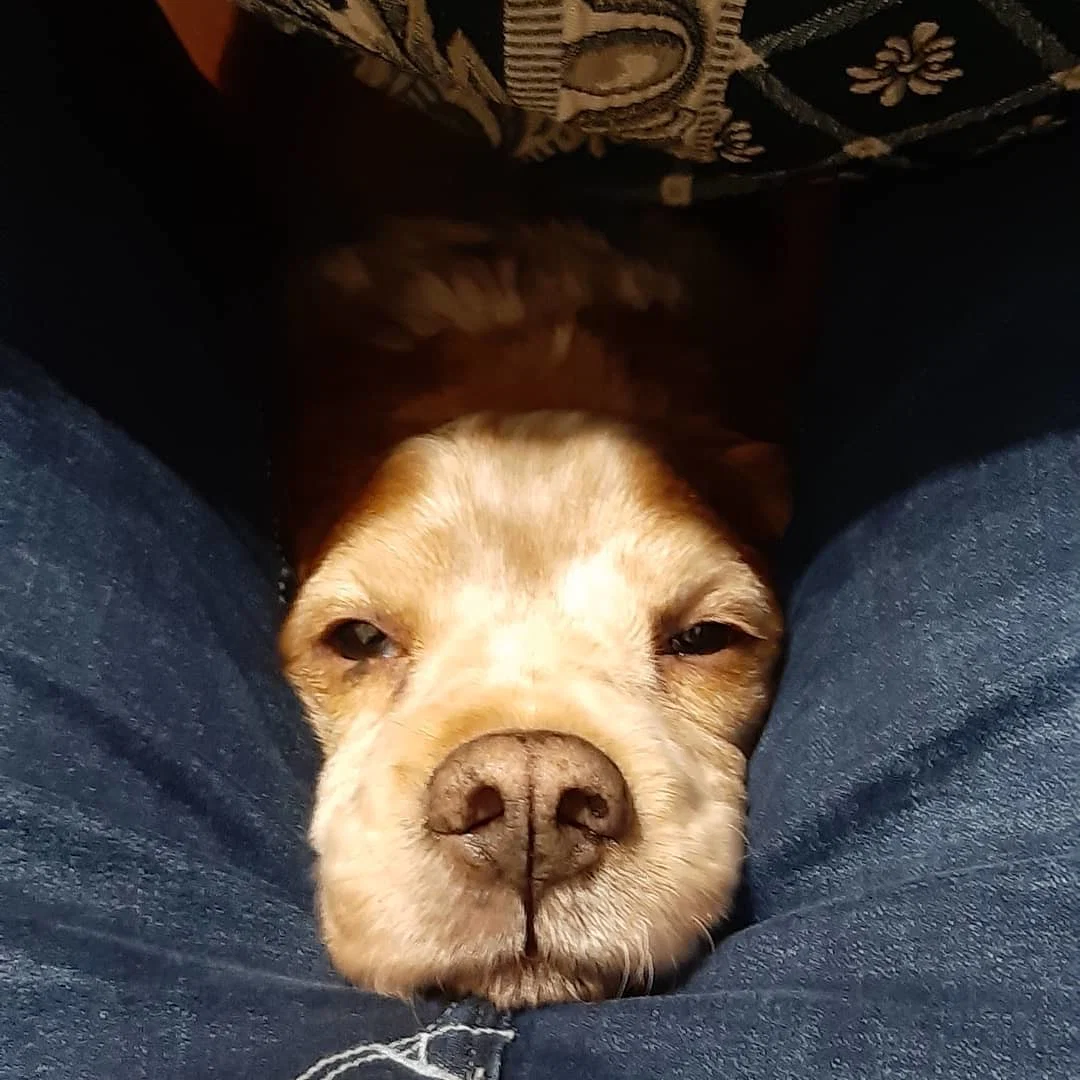Rocco the italian doge profile banner