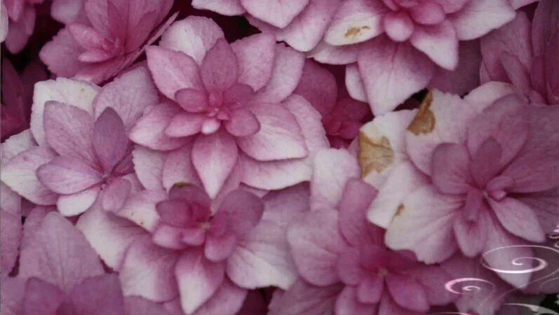 Prim profile banner