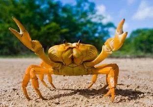 Leo The Crab ♋'s avatar
