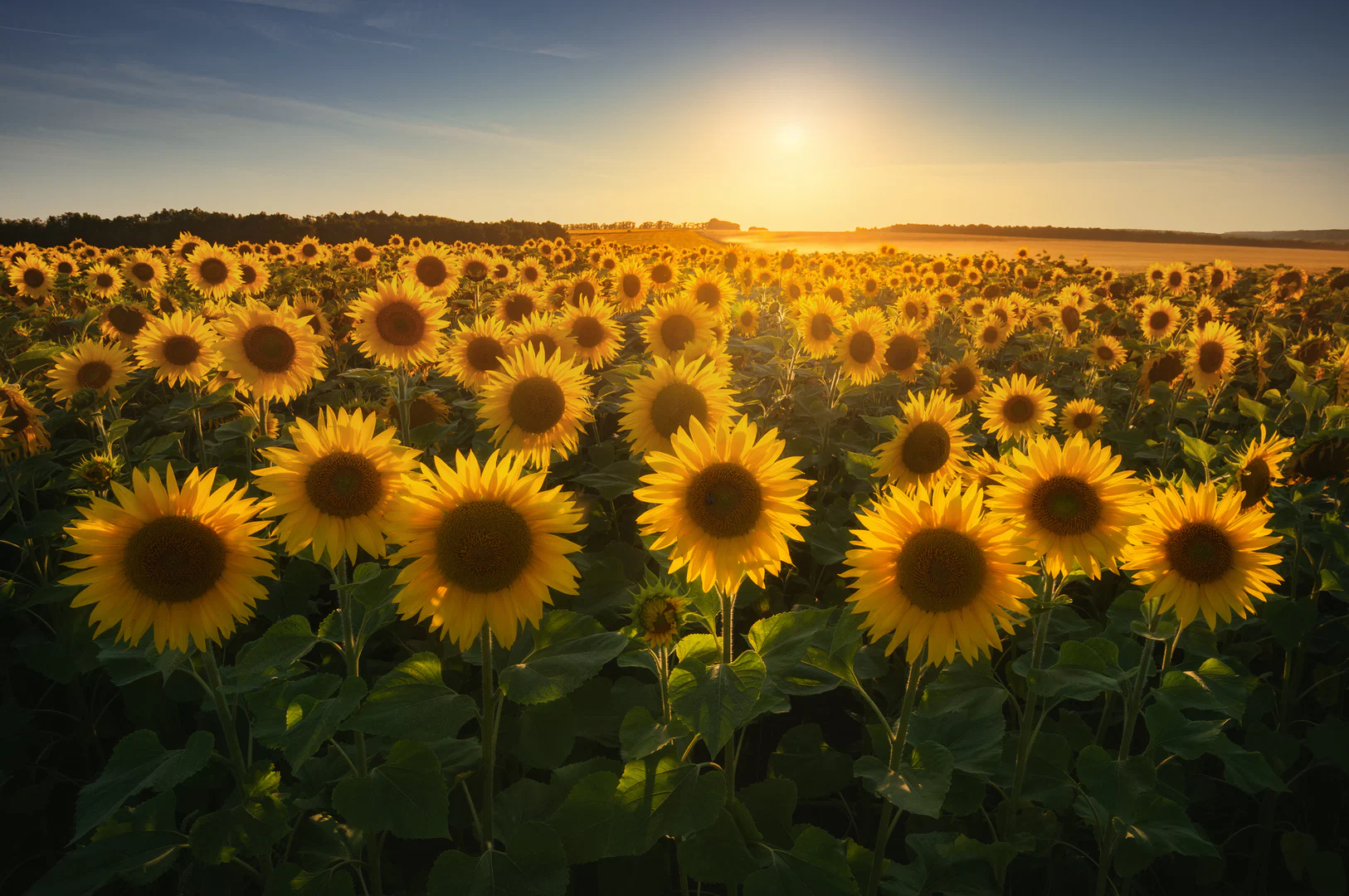 Sunflower🌻 profile banner