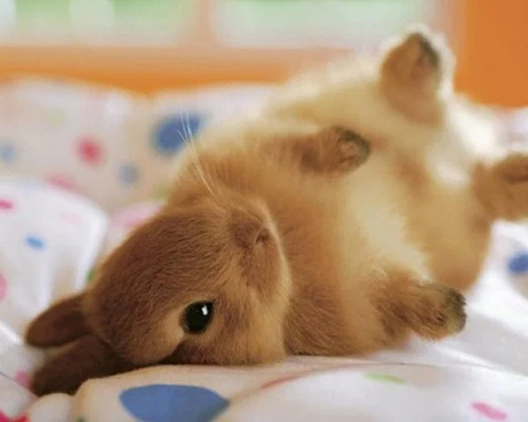 CreamiiBunniiBbw's avatar