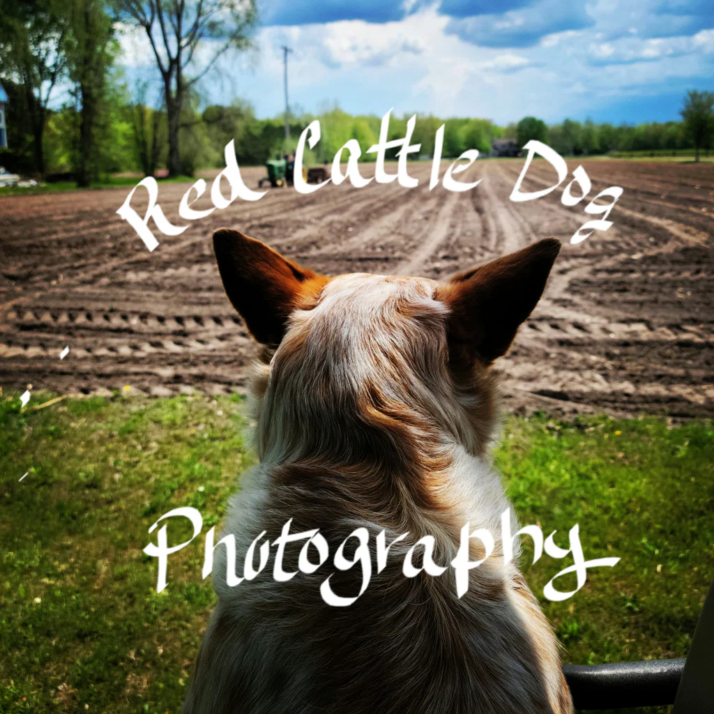 The Red Cattle Dog's avatar