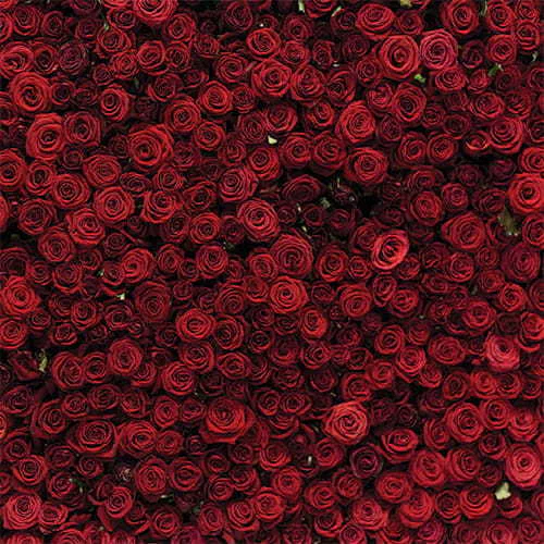 Diana profile banner