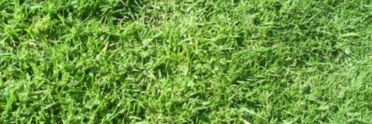 Luis Rodríguez profile banner