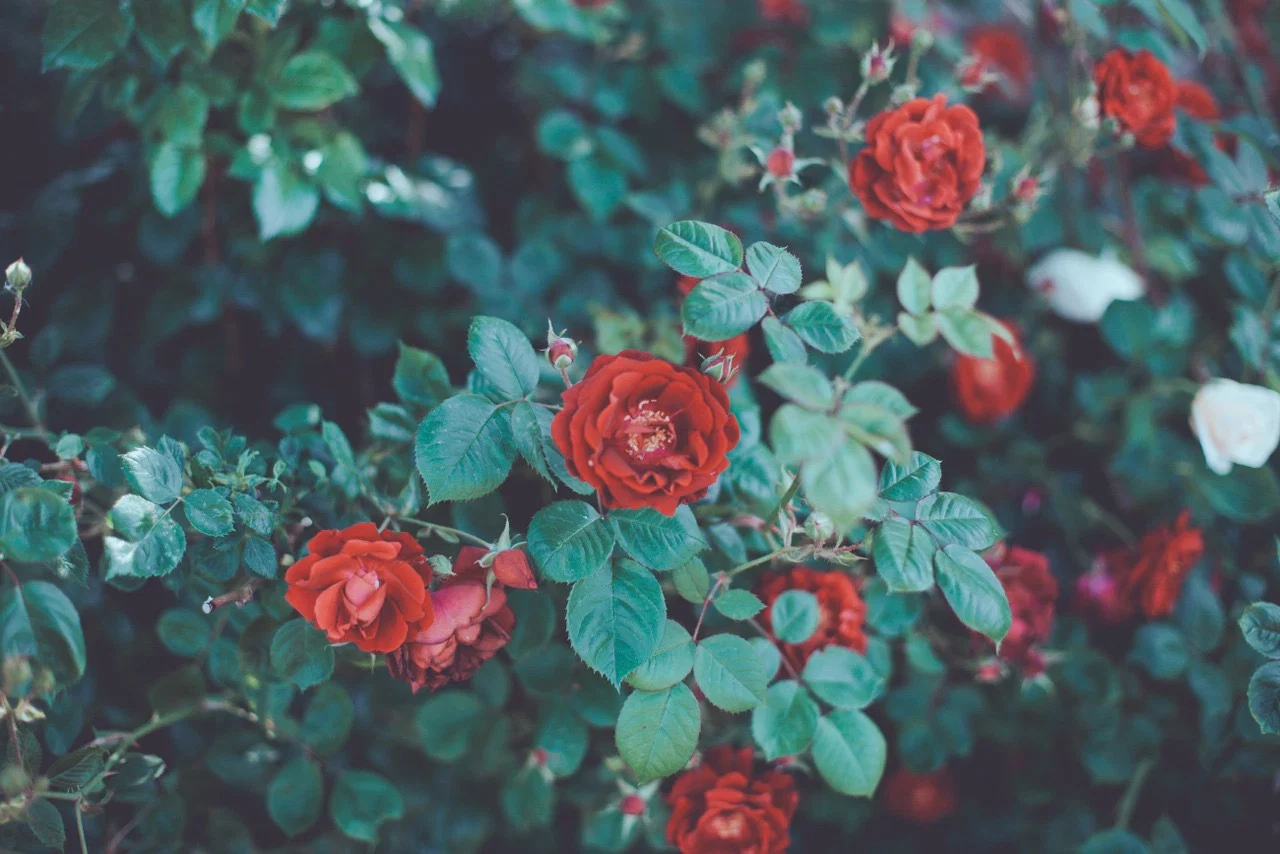 Lotus Rose Free profile banner