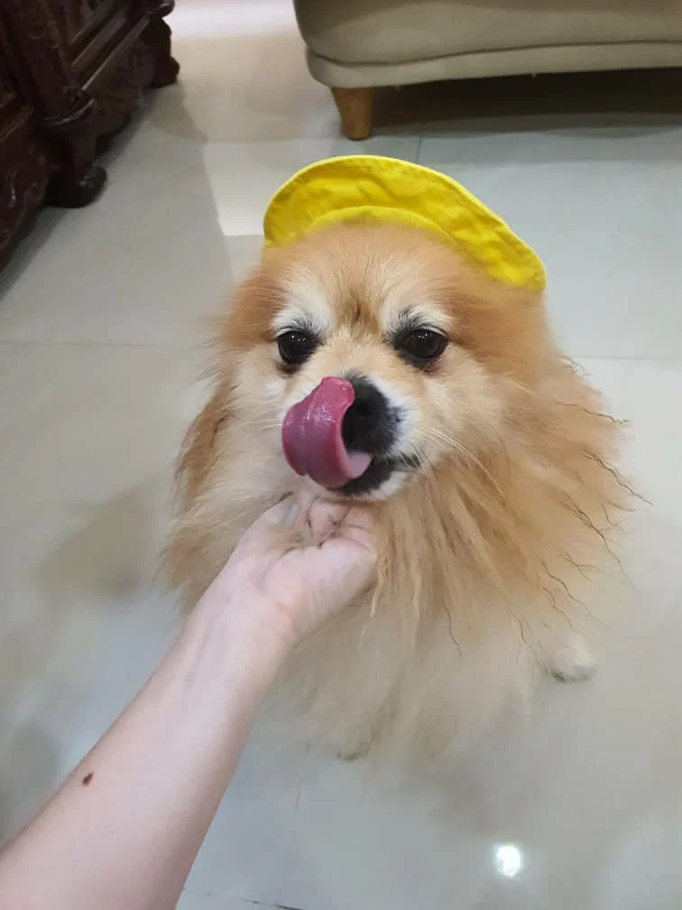 Pompom The King's avatar