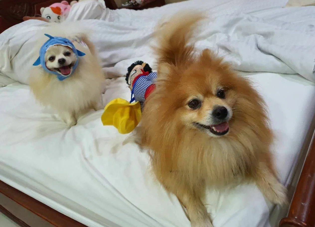 Pompom The King profile banner