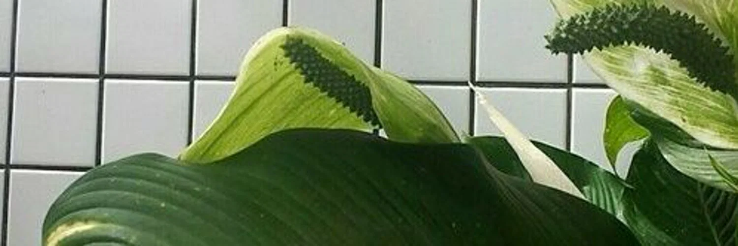 BB profile banner