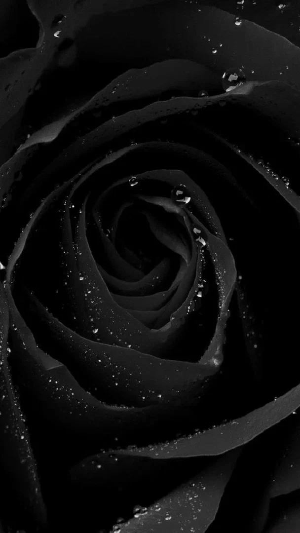 HP Beauty 🖤 profile banner
