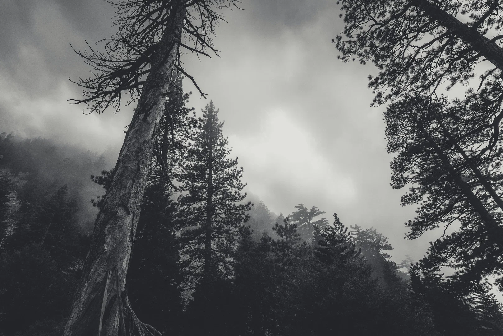 Goth Dom profile banner