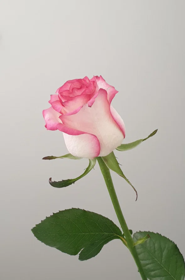 🌷 𝐸𝓁𝑒𝒶 🌷