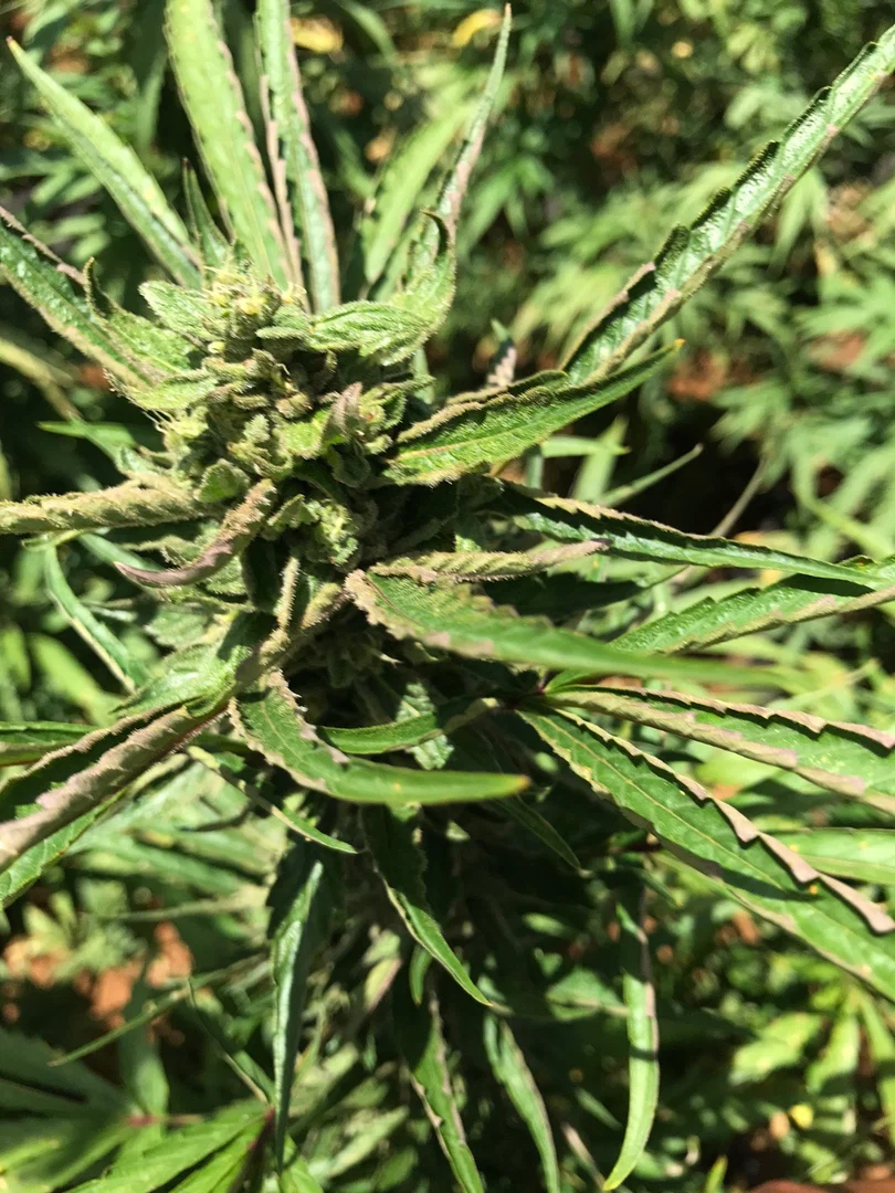 Tinaburner420 profile banner