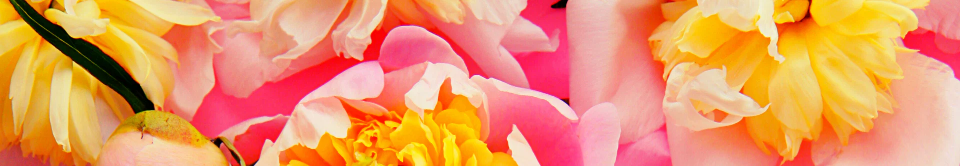 Holly Sugar Cake Queen π profile banner