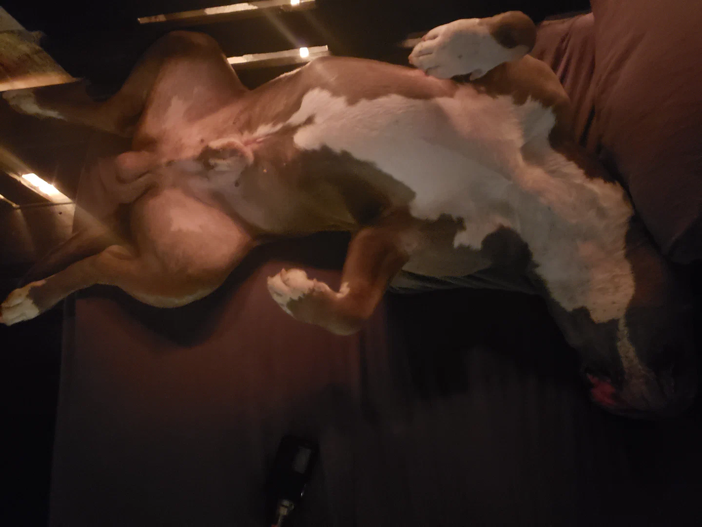 NakedxChicken profile banner