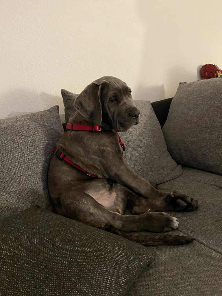 Uwe the Cane Corso's avatar