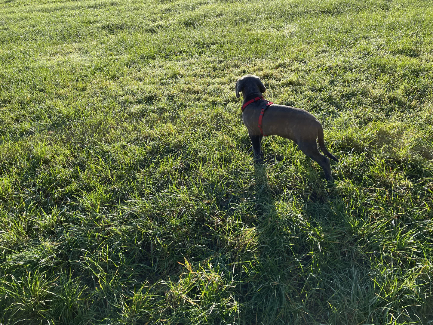 Uwe the Cane Corso profile banner