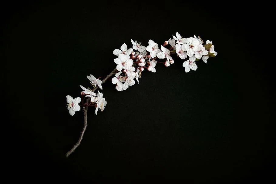Cherry Blossom profile banner