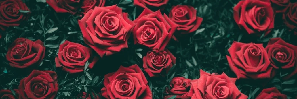 🌹Luh lynn Rose🌹 profile banner