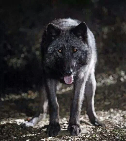 BlackWulf's avatar