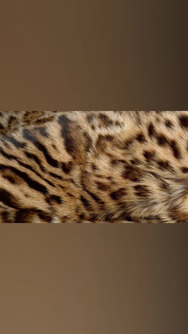 Mavka✨ profile banner
