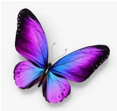 Mariposa profile banner