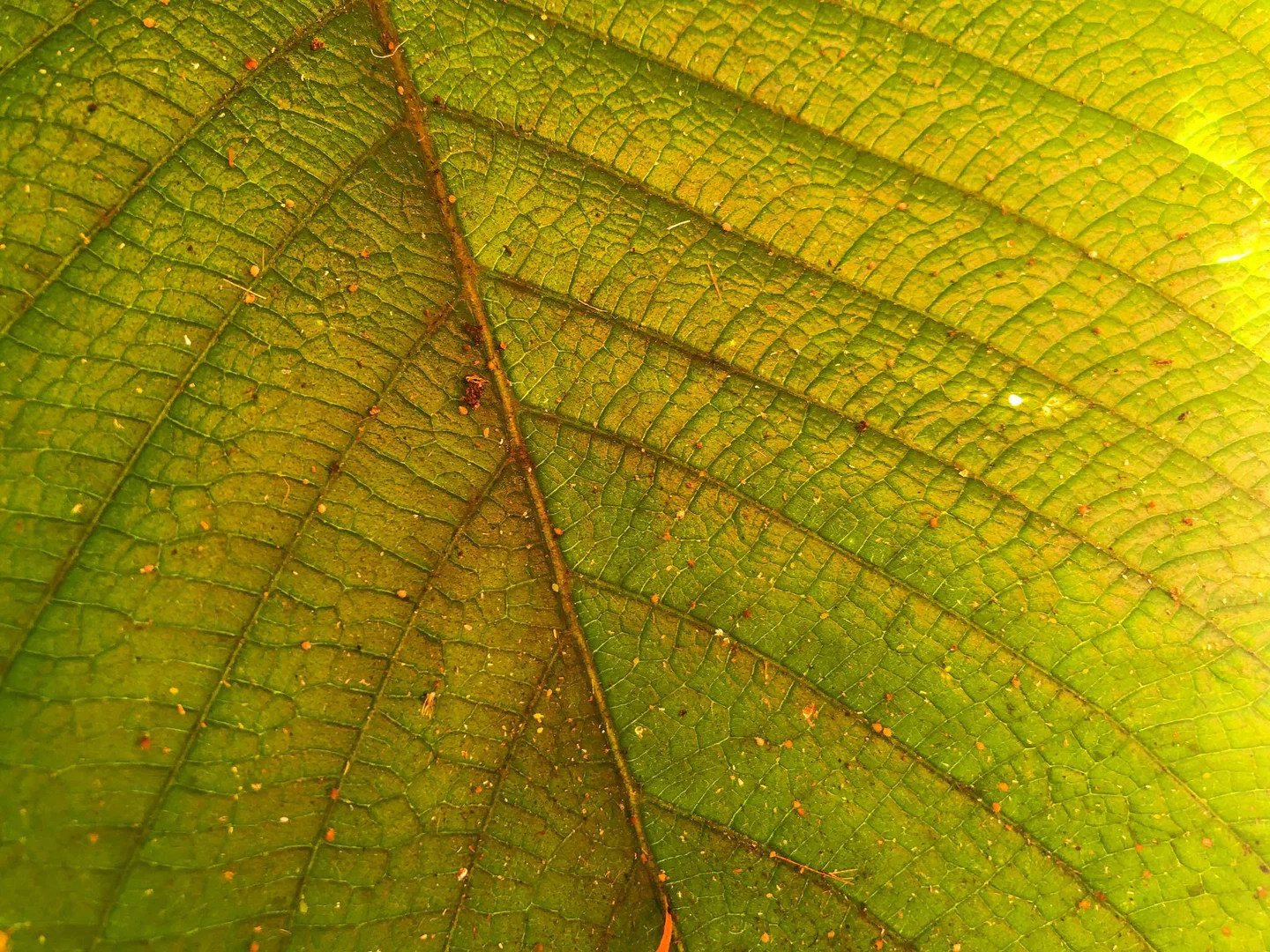 fern profile banner