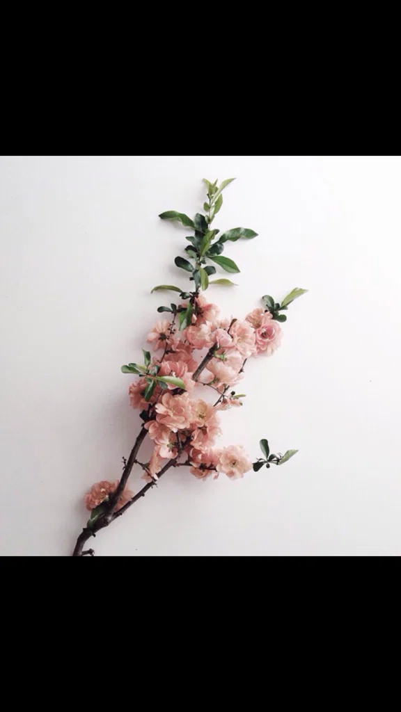 rose's avatar
