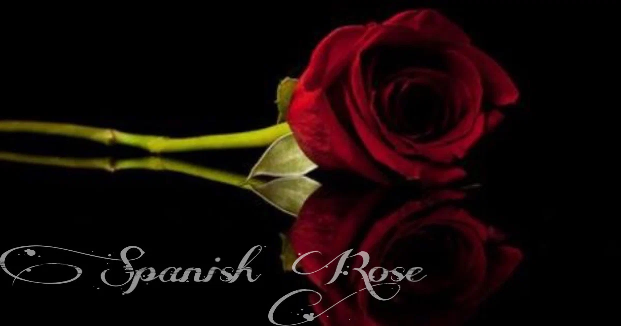 Spanish Rose profile banner