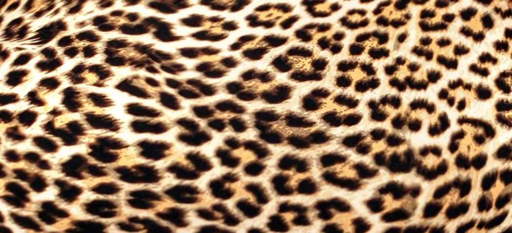 Monica Kash profile banner