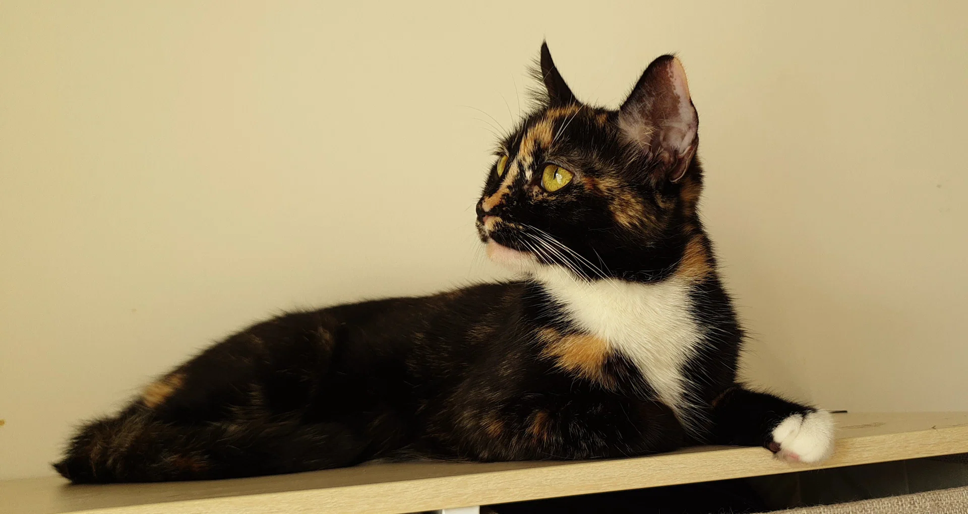 SmexyPussy profile banner
