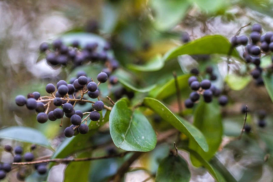 Jungle Berries profile banner