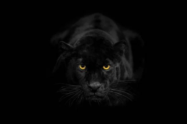 Dark_Venom profile banner