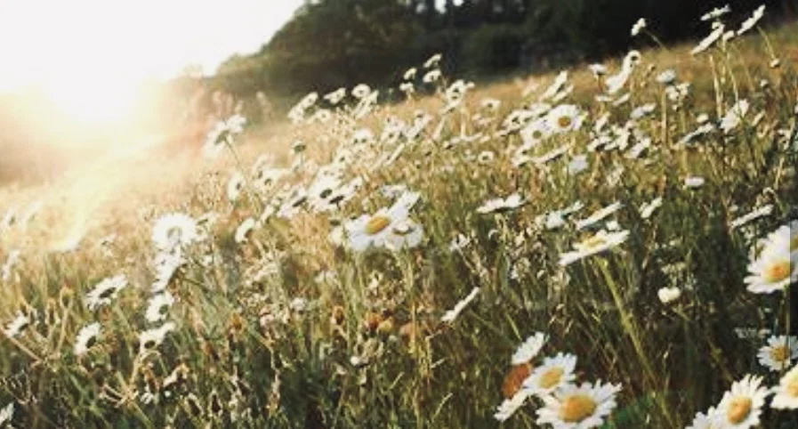 Daisy in the Sunshine profile banner